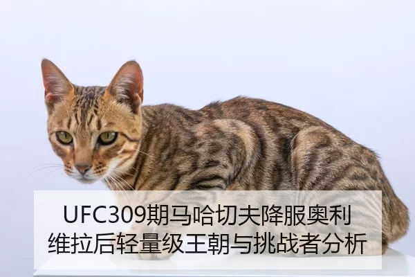 UFC309期马哈切夫降服奥利维拉后轻量级王朝与挑战者分析
